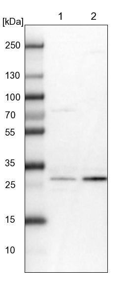 THYN1 Antibody - BSA Free Western Blot: THYN1 Antibody - BSA Free [NBP1-86942]