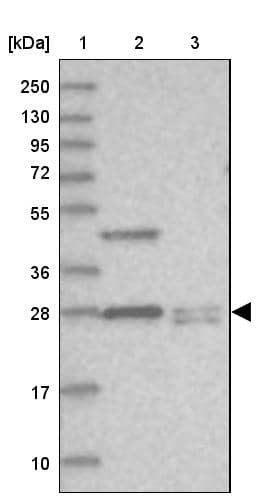 THYN1 Antibody - BSA Free Western Blot: THYN1 Antibody - BSA Free [NBP1-86942]