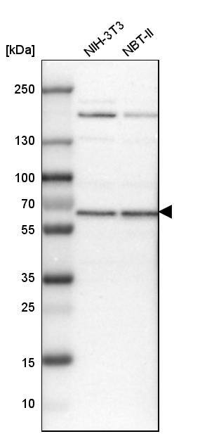 USP14 Antibody - BSA Free Western Blot: USP14 Antibody - BSA Free [NBP1-86946]