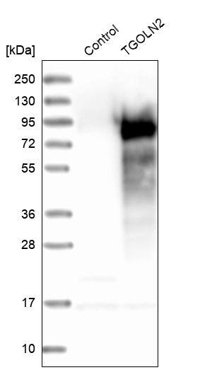 TGN46 Antibody - BSA Free Western Blot: TGN46 Antibody - BSA Free [NBP1-86948]
