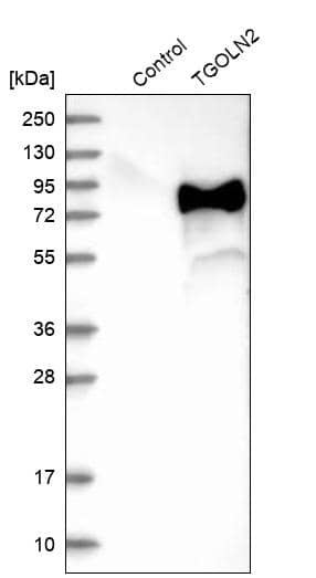 TGN46 Antibody - BSA Free Western Blot: TGN46 Antibody - BSA Free [NBP1-86949]