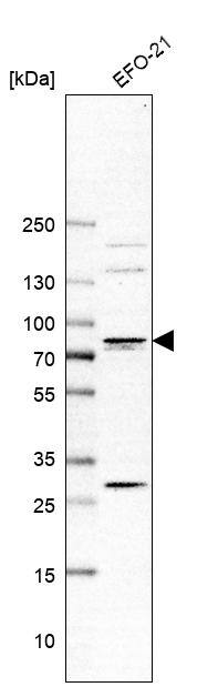 Transglutaminase 3/TGM3 Antibody - BSA Free Western Blot: Transglutaminase 3/TGM3 Antibody - BSA Free [NBP1-86950]
