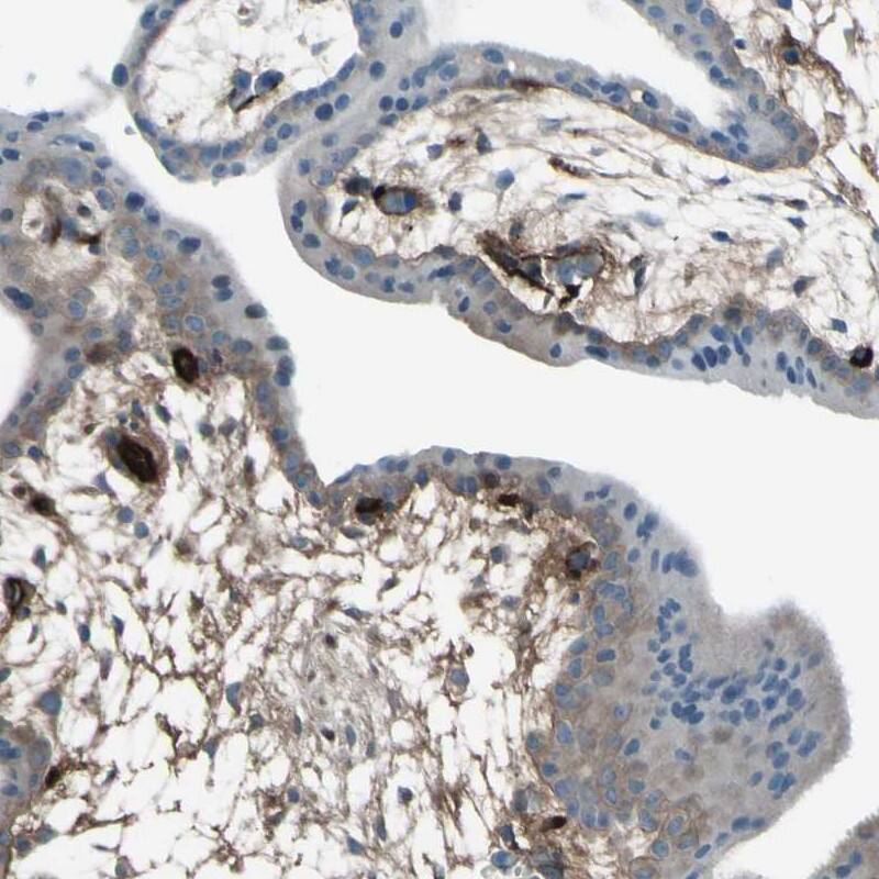 TRIM26 Antibody Immunohistochemistry-Paraffin: TRIM26 Antibody [NBP1-83910]