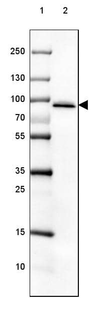 HIV-1 Tat specific factor 1 Antibody - BSA Free Western Blot: HIV-1 Tat specific factor 1 Antibody - BSA Free [NBP1-86966]