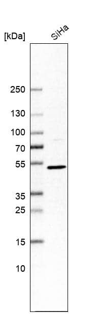 TAPP1/PLEKHA1 Antibody - BSA Free Western Blot: TAPP1/PLEKHA1 Antibody - BSA Free [NBP1-86967]