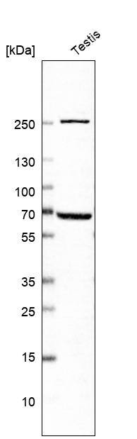 TAF5 Antibody - BSA Free Western Blot: TAF5 Antibody - BSA Free [NBP1-86970]