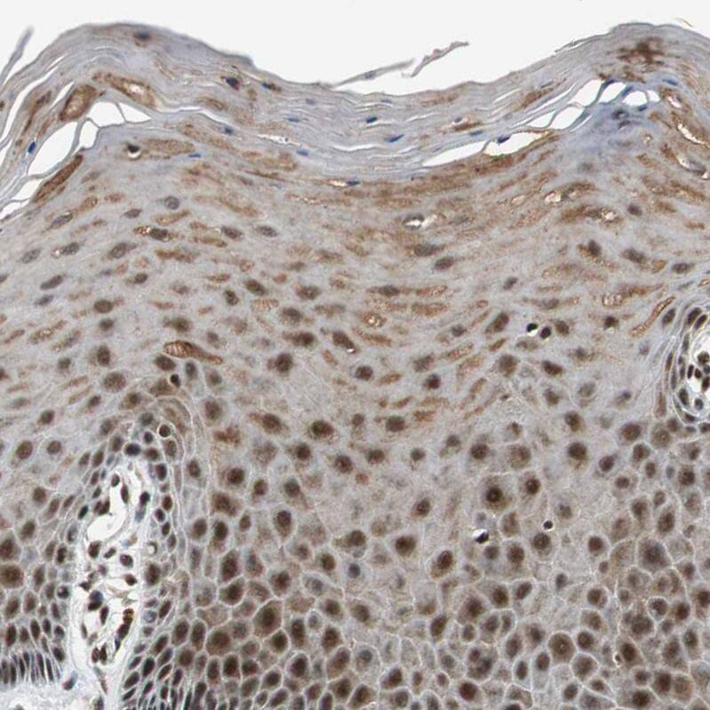 TAF5 Antibody - BSA Free Immunohistochemistry-Paraffin: TAF5 Antibody - BSA Free [NBP1-86970]