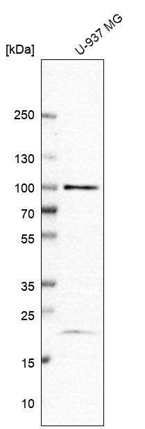 TAF5 Antibody - BSA Free Western Blot: TAF5 Antibody - BSA Free [NBP1-86971]