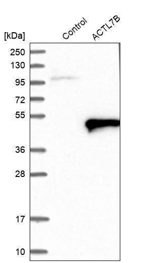 ACTL7B Antibody - BSA Free Western Blot: ACTL7B Antibody - BSA Free [NBP1-86973]