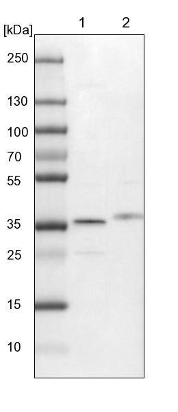 Syntaxin 12 Antibody - BSA Free Western Blot: Syntaxin 12 Antibody - BSA Free [NBP1-86985]