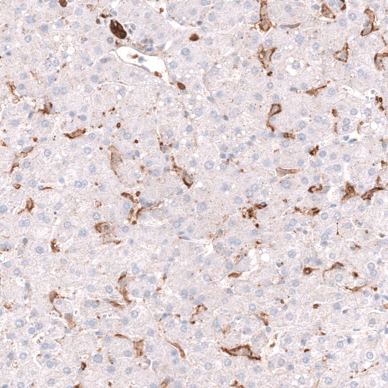 Glycine Receptor Alpha 1 Antibody - BSA Free Immunohistochemistry-Paraffin: Glycine Receptor Alpha 1 Antibody - BSA Free [NBP1-86988]