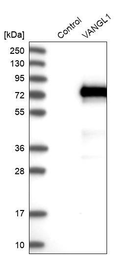 Vang-like Protein 1/VANGL1 Antibody - BSA Free Western Blot: Vang-like Protein 1/VANGL1 Antibody - BSA Free [NBP1-86990]