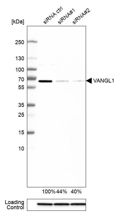 Vang-like Protein 1/VANGL1 Antibody - BSA Free Western Blot: Vang-like Protein 1/VANGL1 Antibody - BSA Free [NBP1-86990]