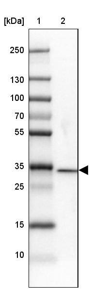 DNAJC8 Antibody - BSA Free Western Blot: DNAJC8 Antibody - BSA Free [NBP1-87015]