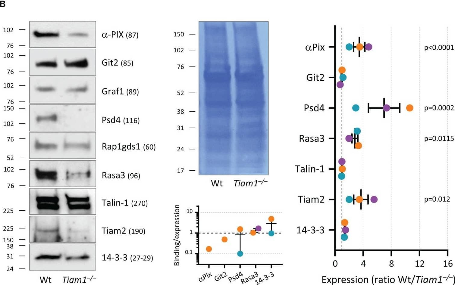 RAP1GDS1 Antibody - BSA Free