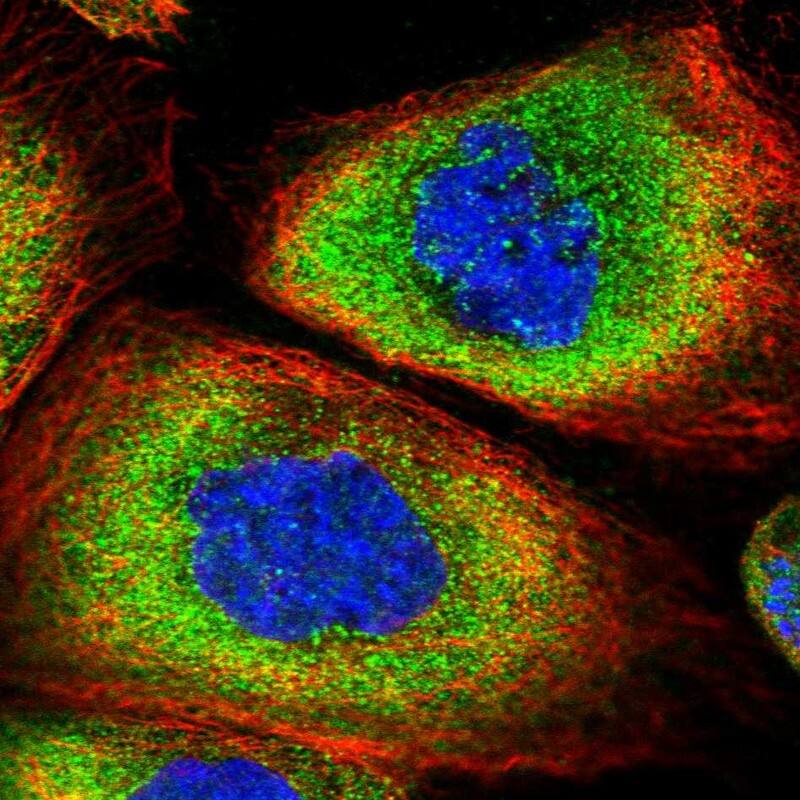 SNRPD2 Antibody - BSA Free Immunocytochemistry/ Immunofluorescence: SNRPD2 Antibody [NBP1-87028]