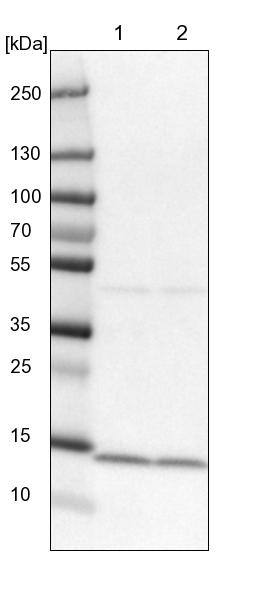 SNRPD2 Antibody - BSA Free Western Blot: SNRPD2 Antibody - BSA Free [NBP1-87028]