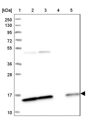 SNRPD2 Antibody - BSA Free Western Blot: SNRPD2 Antibody - BSA Free [NBP1-87028]