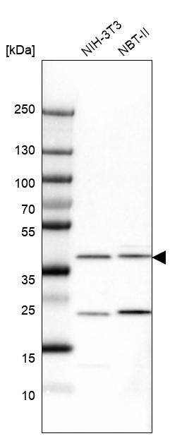 Calponin 1 Antibody - BSA Free Western Blot: Calponin 1 Antibody - BSA Free [NBP1-87029]
