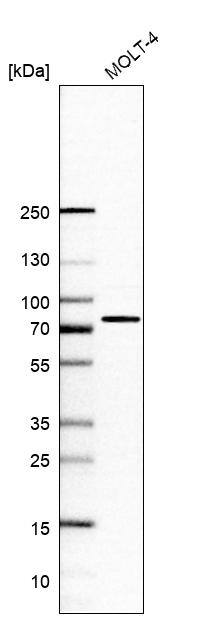 SLP-76/LCP2 Antibody - BSA Free Western Blot: SLP-76/LCP2 Antibody - BSA Free [NBP1-87032]