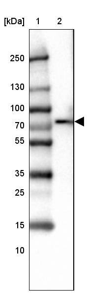 SLP-76/LCP2 Antibody - BSA Free Western Blot: SLP-76/LCP2 Antibody - BSA Free [NBP1-87033]