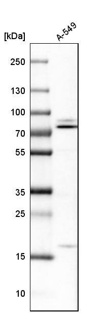 NSF Antibody - BSA Free Western Blot: NSF Antibody - BSA Free [NBP1-87035]