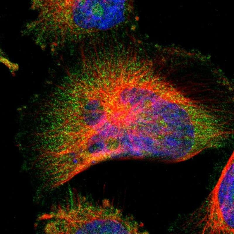 Sirtuin 2/SIRT2 Antibody - BSA Free Immunocytochemistry/ Immunofluorescence: Sirtuin 2/SIRT2 Antibody [NBP1-87039]
