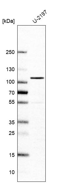 Elongin A Antibody - BSA Free Western Blot: Elongin A Antibody - BSA Free [NBP1-87040]
