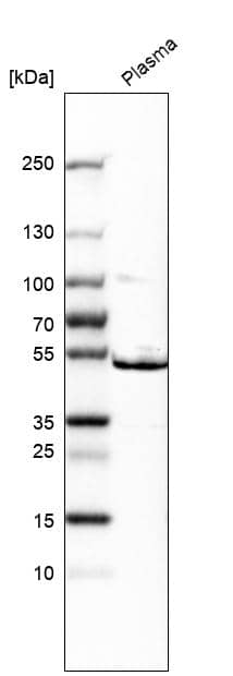 ST3 beta-Gal alpha-2,3-Sialyltransferase 1/ST3GAL1/SIAT4A Antibody - BSA Free Western Blot: ST3 beta-Gal alpha-2,3-Sialyltransferase 1/ST3GAL1/SIAT4A Antibody - BSA Free [NBP1-87045]