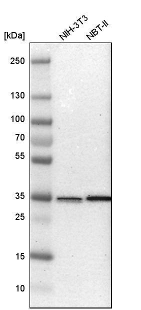 SFXN3 Antibody - BSA Free Western Blot: SFXN3 Antibody - BSA Free [NBP1-87047]
