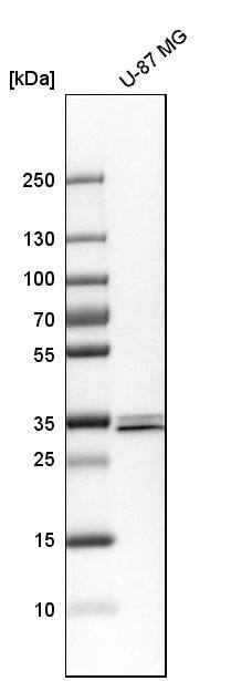 SFXN3 Antibody - BSA Free Western Blot: SFXN3 Antibody - BSA Free [NBP1-87047]