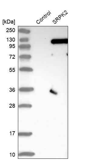 SRPK2 Antibody - BSA Free Western Blot: SRPK2 Antibody - BSA Free [NBP1-87049]
