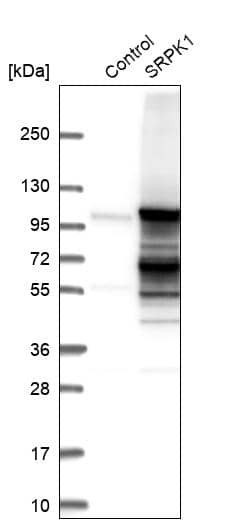 SRPK1 Antibody - BSA Free Western Blot: SRPK1 Antibody - BSA Free [NBP1-87050]