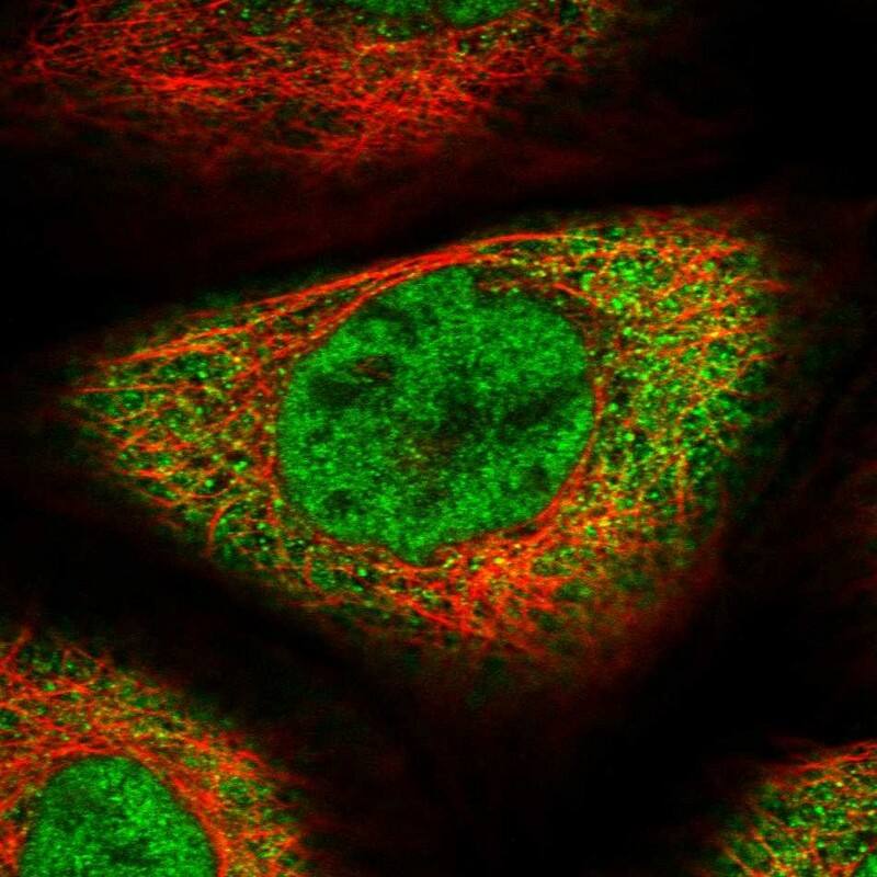 SFRS8 Antibody - BSA Free Immunocytochemistry/ Immunofluorescence: SFRS8 Antibody [NBP1-87052]