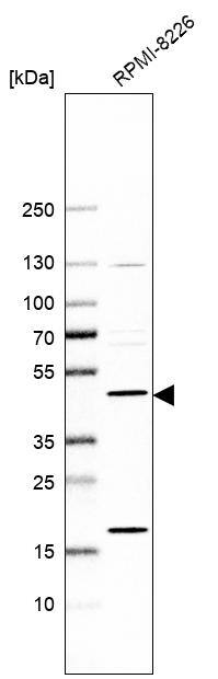 PREB Antibody - BSA Free Western Blot: PREB Antibody - BSA Free [NBP1-87056]