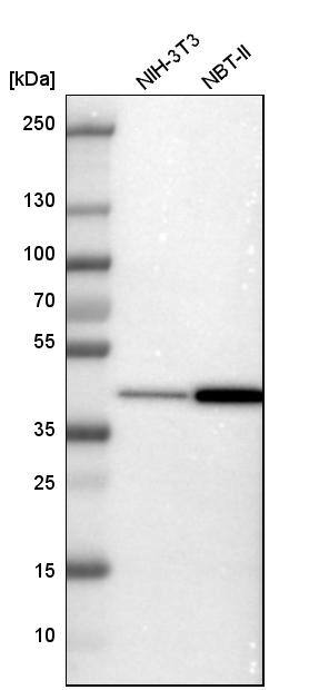 PREB Antibody - BSA Free Western Blot: PREB Antibody - BSA Free [NBP1-87057]