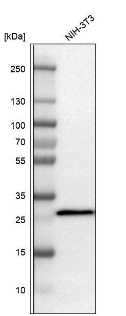 SDHB Antibody - BSA Free Western Blot: SDHB Antibody - BSA Free [NBP1-87069]