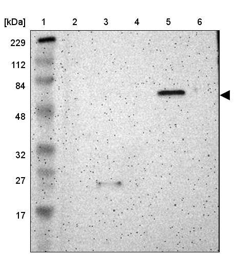 SHC2 Antibody - BSA Free Western Blot: SHC2 Antibody - BSA Free [NBP1-87076]