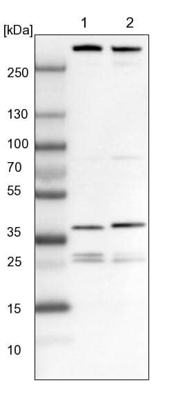 ECHS1 Antibody - BSA Free Western Blot: ECHS1 Antibody - BSA Free [NBP1-87078]