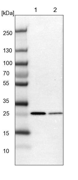 ECHS1 Antibody - BSA Free Western Blot: ECHS1 Antibody - BSA Free [NBP1-87079]