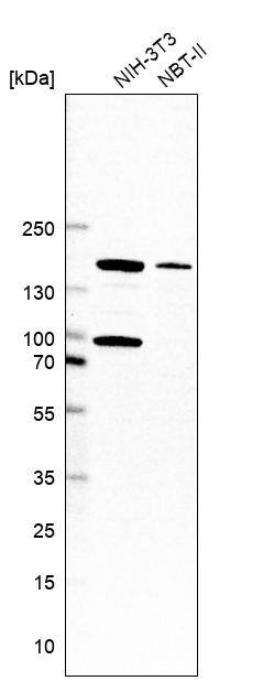 SA1 Antibody Western Blot: SA1 Antibody [NBP1-87097] -
