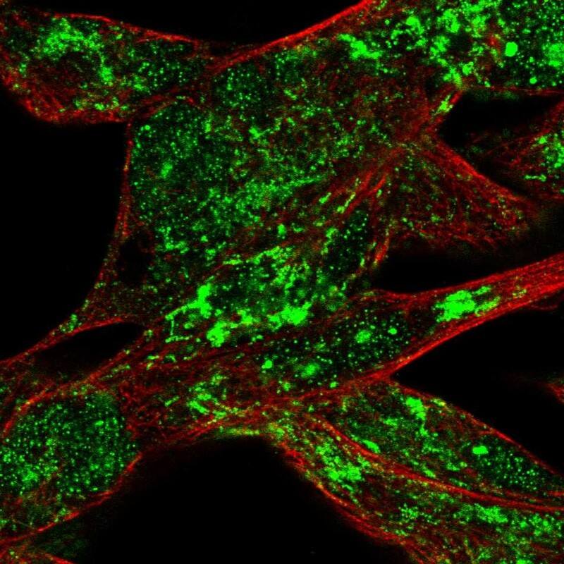 RSK4 Antibody - BSA Free Immunocytochemistry/ Immunofluorescence: RSK4 Antibody [NBP1-87108]