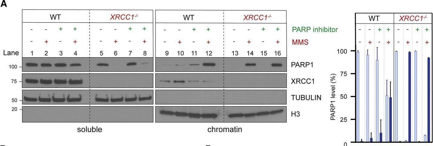 XRCC1 Antibody - BSA Free