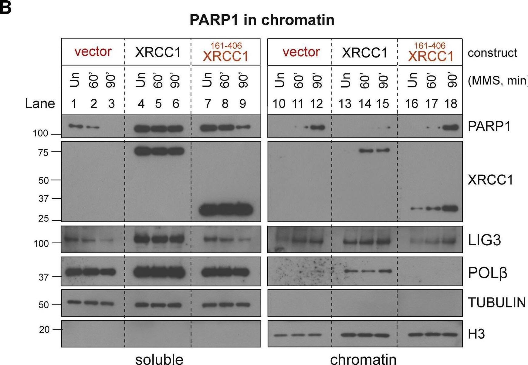 XRCC1 Antibody - BSA Free