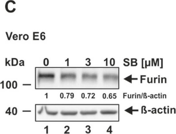 Furin Antibody