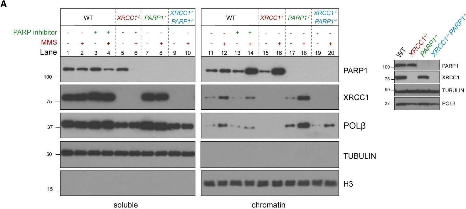 XRCC1 Antibody - BSA Free