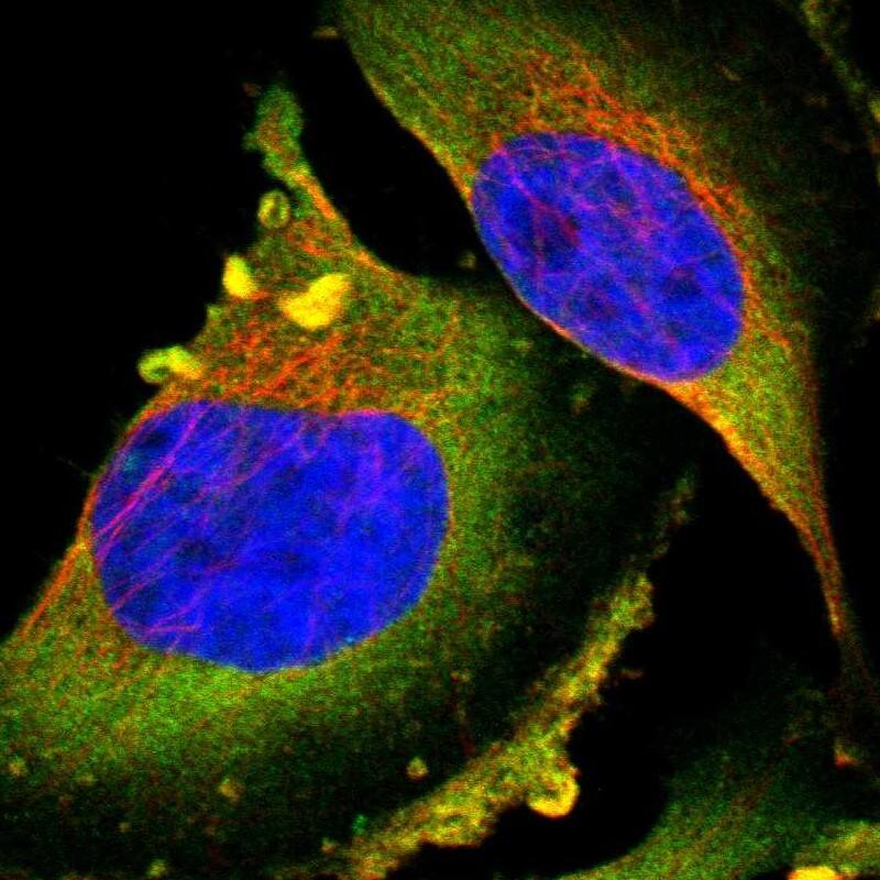 PTPN12 Antibody - BSA Free Immunocytochemistry/ Immunofluorescence: PTPN12 Antibody [NBP1-87188]