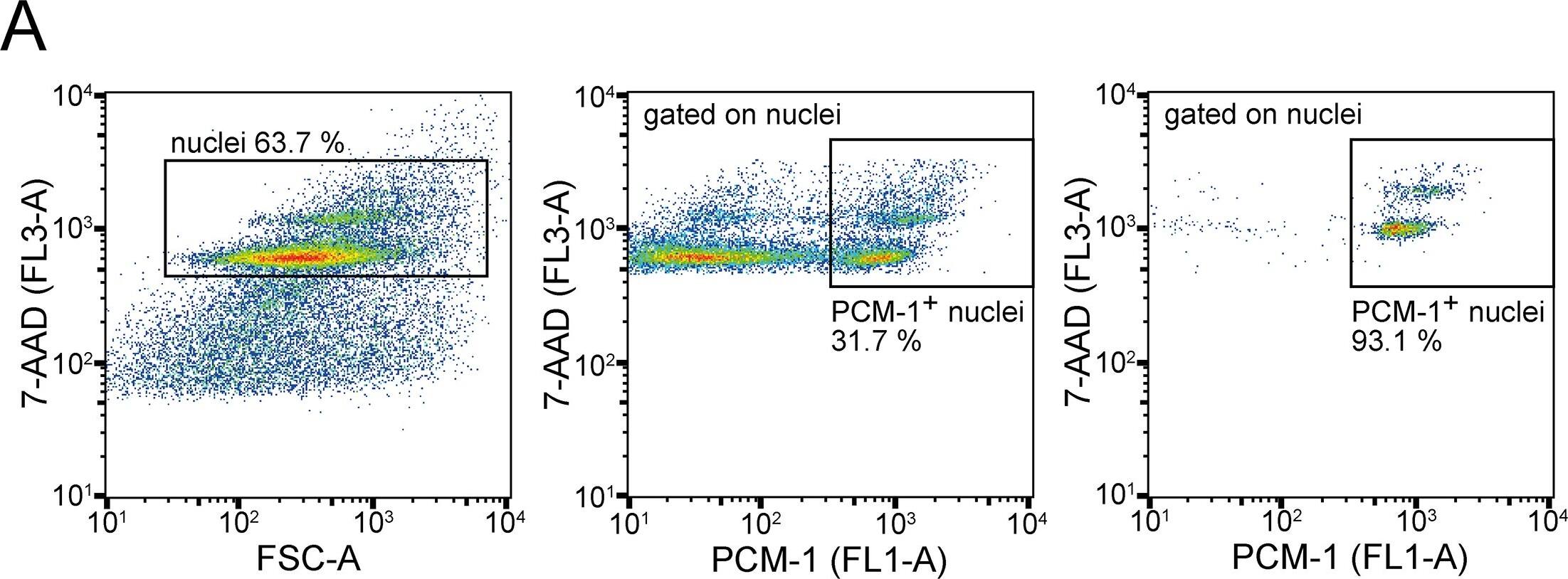 PCM1 Antibody