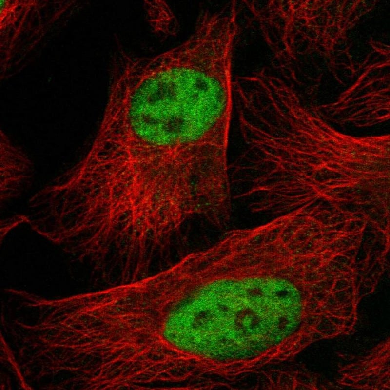 SF3A3 Antibody - BSA Free Immunocytochemistry/ Immunofluorescence: SF3A3 Antibody [NBP1-87212]