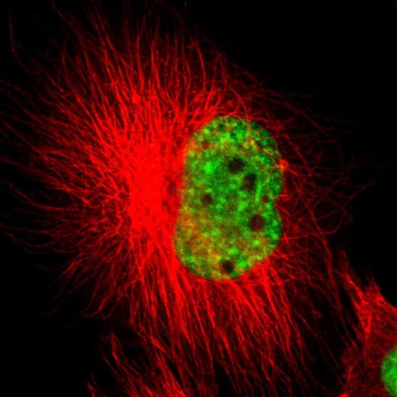 SF3A1 Antibody - BSA Free Immunocytochemistry/ Immunofluorescence: SF3A1 Antibody [NBP1-87214]